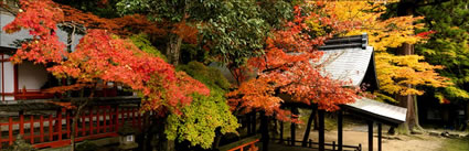 Autumn - Japan H (PBH3 00 0093)