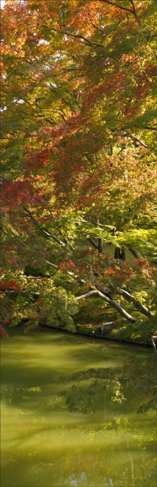 Autumn in Japan V (PBH3 00 0020)
