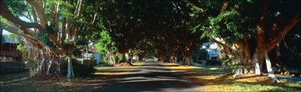 Avenue of Figs 4 - Grafton - NSW