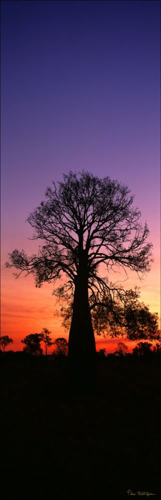 Bottle Tree Sunset Vertical - QLD (PB00 4739)