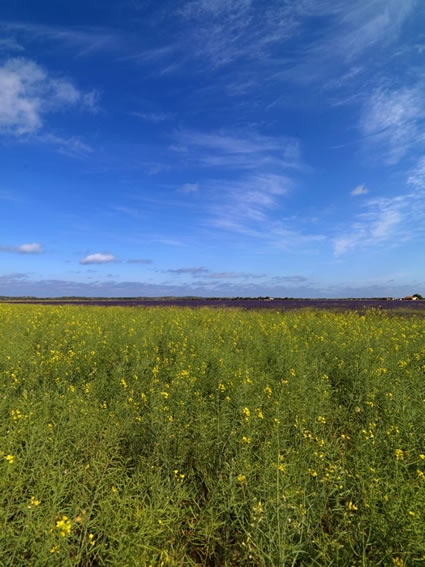 Canola - WA (PBH3 00 3683)