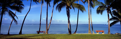 Coconut Palms - Fiji (PB00 4989)