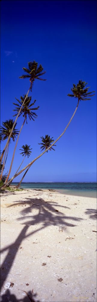 Coconut Palms - Fiji (PB00 4813)