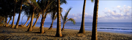 Coconut Palms - Port Douglas - QLD (PB 00 2427)