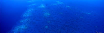 Coral Reef - Fiji (PB00 4854)