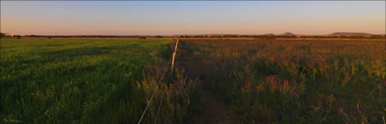 Crops - Greenough - WA (PBH3 00 3763)