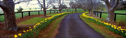 Daffodil Driveway 2 - NSW (PB003626)