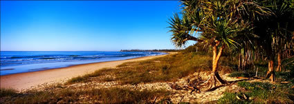 Dicky Beach Panadanus 2 - QLD (PB 003266)