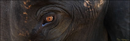 Elephant Eye H (PBH3 00 13742)