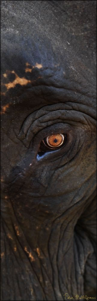 Elephant Eye V (PBH3 00 13742)