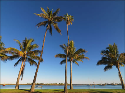 Fascine Palms - Carnarvon - WA SQ (PBH3 00 7644)