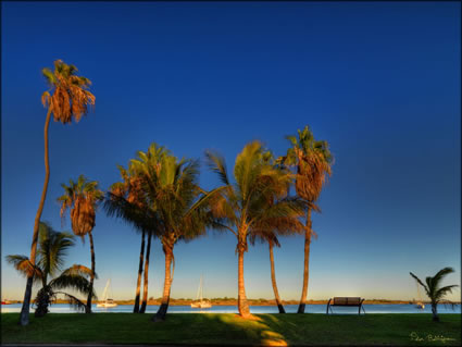 Fascine Palms - Carnarvon - WA SQ (PBH3 00 7639)