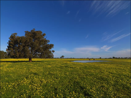 Field - Pinjarra - WA SQ (PBH3 00 4029)