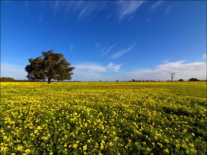 Field - Pinjarra - SQ WA (PBH3 00 4032)