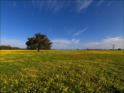 Field - Pinjarra - SQ WA (PBH3 00 4033)