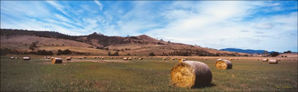 Field of Hay Bales - TAS (PB00 1763)