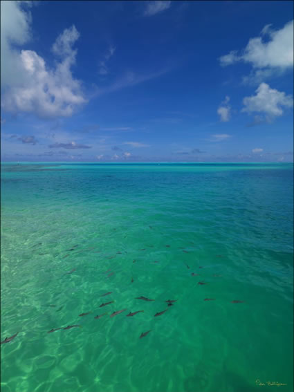 Fish - Bora Bora (PBH3 00 1671)