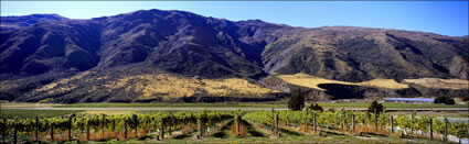 Gilston Valley Vineyard 1 - NZ (PB002860)