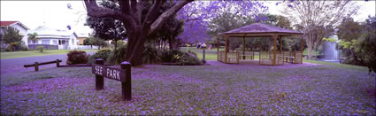 Grafton Jacarandas See Park - NSW (PB00 3720)