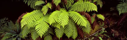 Green ferns - TAS (PB00 1944)