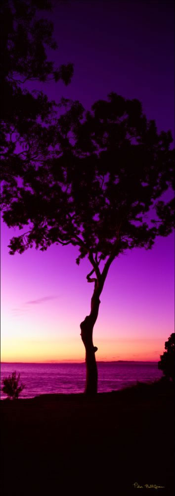 Gum Tree Sunset 1 - Noosa NP - QLD (PB003082)