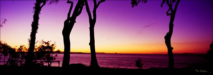 Gum Tree Sunset 2 - Noosa NP - QLD (PB003083)