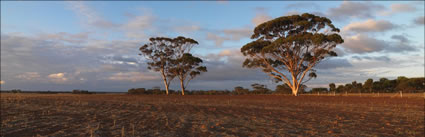 Gum Tree Twilight - WA 2 (PBH3 00 2684)