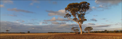 Gum Tree Twilight - WA (PBH3 00 2678)