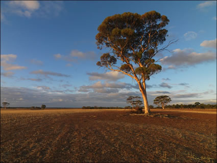 Gum Tree Twilight - WA SQ (PBH3 00 2679)