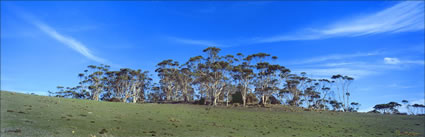 Gum Trees - Maria Island TAS (PB00 5641)