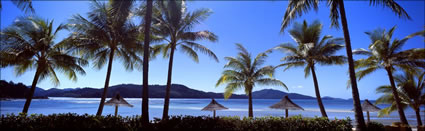 Hamilton Island Palms Umbrellas - QLD(PB003500)