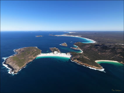 Hammer Head - Orleans Bay - WA (PBH3 00 3344)