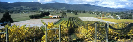 Home Hill Vineyard - TAS (PB00 5738)