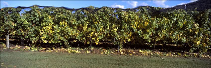 Home Hill Vineyard - TAS (PB00 5739)