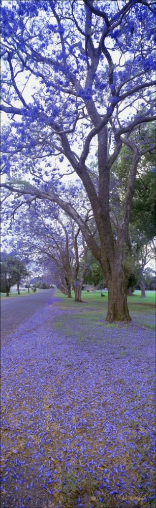 Jacaranda Trees  1 - Grafton NSW (PB00 1805)