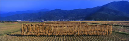 rice Fields - Japan (PB00 6087) Crop