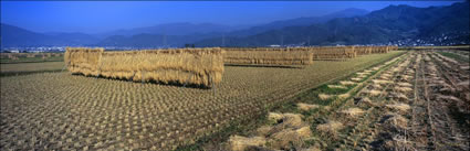 Rice Fields - Japan (PB00 6089)