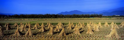 Rice Fields - Japan (PB00 6093)