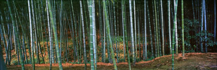 Bamboo - Japan (PB00 6149)