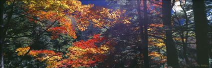 Autumn Colours - Japan (PB00 6155)