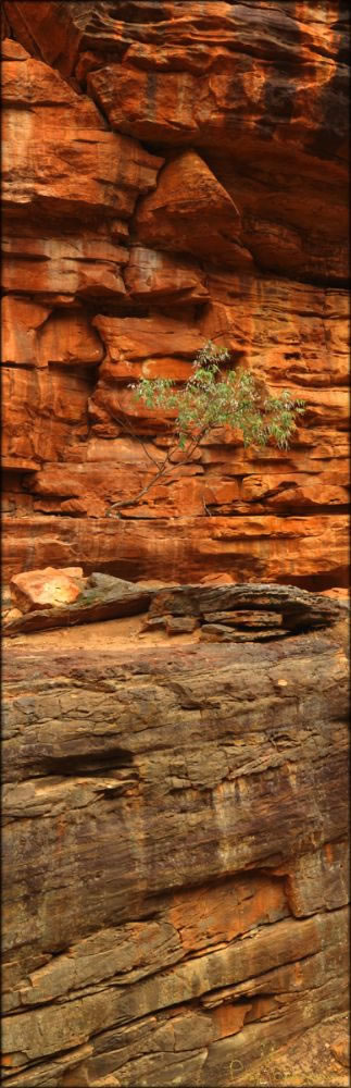 Kalbarri - WA (PBH3 00 5107)