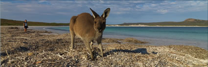 Kangaroo - Cape Le Grand - WA (PBH3 00 0857)