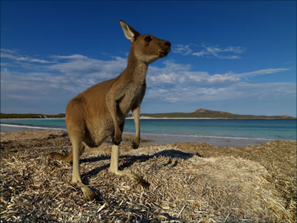 Kangaroo - Cape Le Grand - WA (PBH3 00 0858)