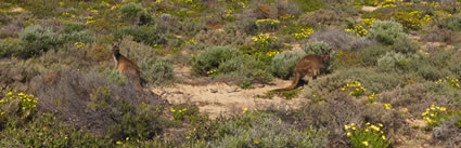 Kangaroos - Innes NP - SA T (PBH3 00 30273)