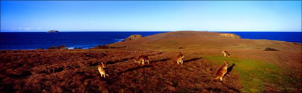 Kangaroos on the Headand 2 - NSW (PB 003102)