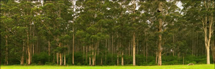 Karri Trees - Pemberton - WA (PBH3 00 4520)