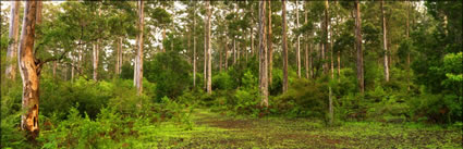 Karri Trees - Pemberton - WA (PBH3 00 4532)