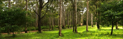 Karri Trees - Pemberton - WA (PBH3 00 4540)