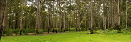 Karri Trees - WA (PBH3 00 4538)