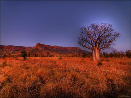 Kimberley Boab - WA SQ (PBH3 00 12343)